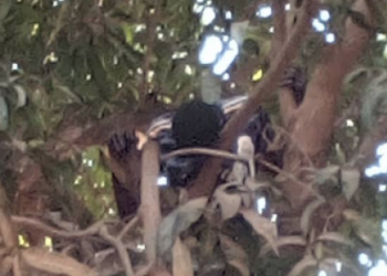 Bignona : Un jeune meurt électrocuté