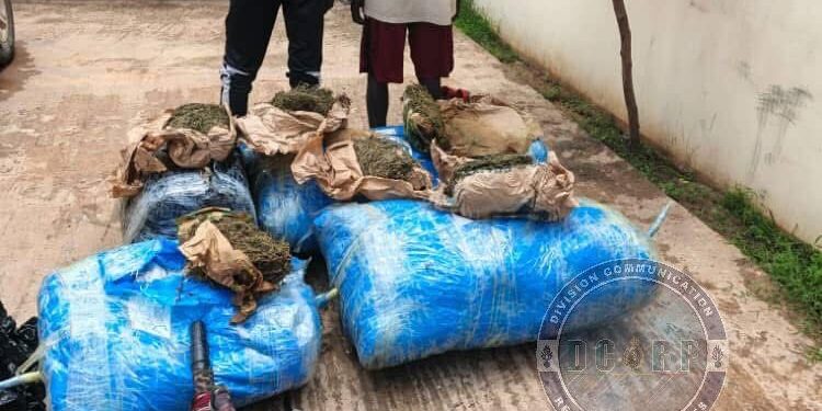 🚔🚨👨🏿✈️ LUTTE CONTRE LE TRAFIC DE DROGUE 243 KG DE CHANVRE INDIEN SAISIS THIAROYE SUR MER