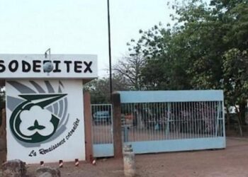 SODEFITEX : La filière cotonnière sénégalaise confirme sa montée en puissance
