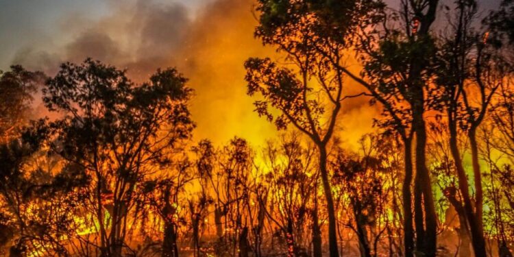 Commune de Guédé Village : Plus de 800 ha ravagés par un violent feu de brousse