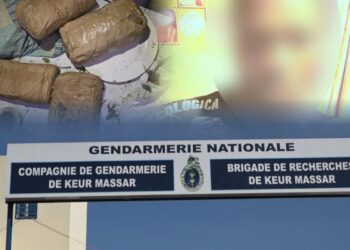 Keur Massar : Le chef d’un réseau de trafic de chanvre indien arrêté par la gendarmerie