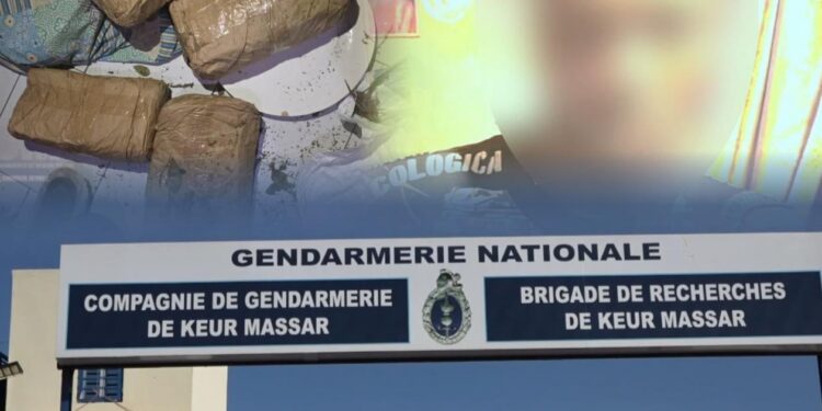 Keur Massar : Le chef d’un réseau de trafic de chanvre indien arrêté par la gendarmerie