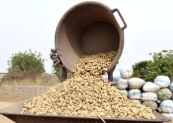 Campagne arachidière : Le Gouvernement annonce l’Ouverture officielle des exportations