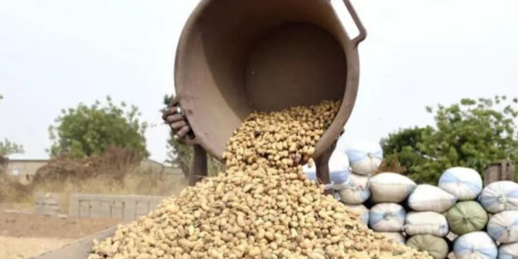 Campagne arachidière : Le Gouvernement annonce l’Ouverture officielle des exportations