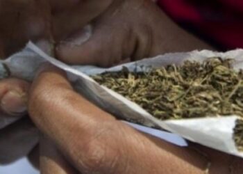 Thiès : la police démantèle un fumoir de chanvre indien, quatre suspects jugés en flagrant délit