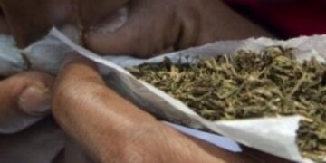 Thiès : la police démantèle un fumoir de chanvre indien, quatre suspects jugés en flagrant délit