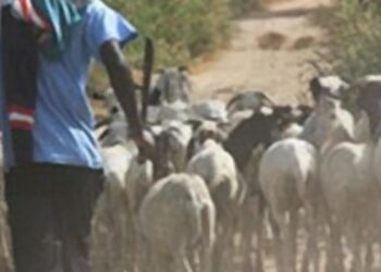 Salémata : Un berger malien intercepté par la gendarmerie avec 12 moutons volés en Guinée