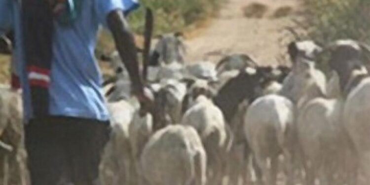 Salémata : Un berger malien intercepté par la gendarmerie avec 12 moutons volés en Guinée
