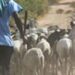 Salémata : Un berger malien intercepté par la gendarmerie avec 12 moutons volés en Guinée
