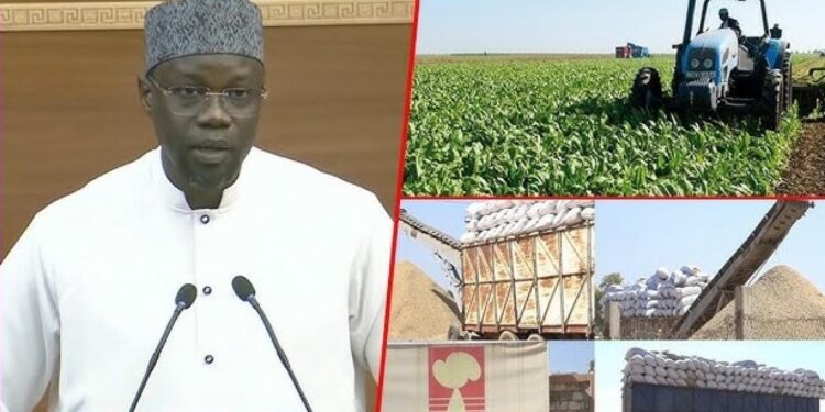 Campagne arachidière : la Sonacos réalise un record, mais reste loin des attentes de Sonko