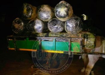 Warrang : La gendarmerie saisit 600 kg de chanvre indien, un suspect interpellé