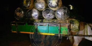 Warrang : La gendarmerie saisit 600 kg de chanvre indien, un suspect interpellé