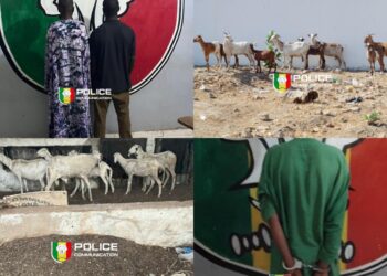 Kaolack : Course-poursuite nocturne au pont Noirot, un gang de voleurs de bétail tombe