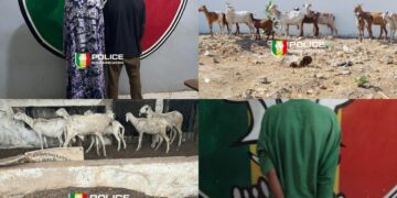 Kaolack : Course-poursuite nocturne au pont Noirot, un gang de voleurs de bétail tombe