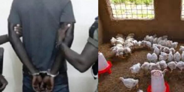 Thiès : Le coup fumant du faux client qui s&rsquo;enfuit avec des dizaines de poulets !