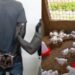 Thiès : Le coup fumant du faux client qui s&rsquo;enfuit avec des dizaines de poulets !