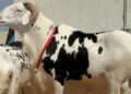 [Tabaski] Ventres gonflés, oreilles recollées… : plongée au cœur des nouvelles fraudes sur les moutons