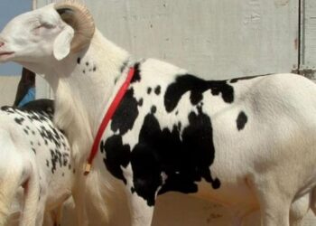 [Tabaski] Ventres gonflés, oreilles recollées… : plongée au cœur des nouvelles fraudes sur les moutons