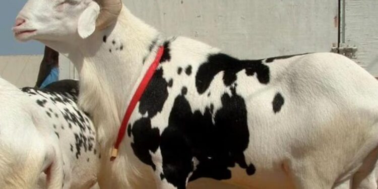 [Tabaski] Ventres gonflés, oreilles recollées… : plongée au cœur des nouvelles fraudes sur les moutons