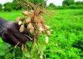 Campagne agricole 2026-2027 : 130 milliards FCFA mobilisés pour accélérer la souveraineté alimentaire