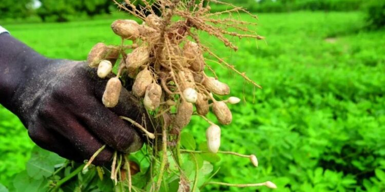 Campagne agricole 2026-2027 : 130 milliards FCFA mobilisés pour accélérer la souveraineté alimentaire