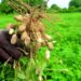 Campagne agricole 2026-2027 : 130 milliards FCFA mobilisés pour accélérer la souveraineté alimentaire