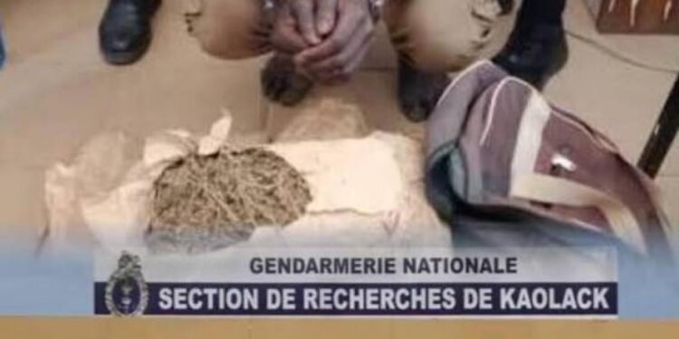 Trafic de drogue : un gendarme et son père arrêtés par la SR de Kaolack, plus de 2 kg saisis